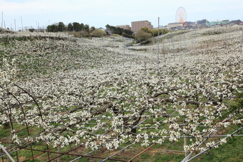 梨の花（荒尾八景 第四景）